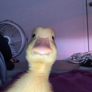 Meet your Posher, Alexander